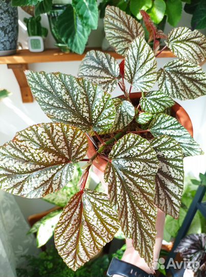 Бегонии Кейн (тростниковые )