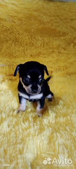 Малыши Чихуа-хуа