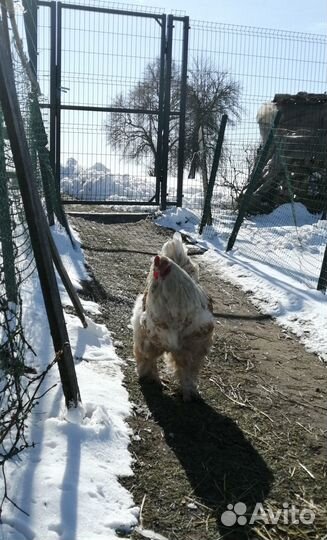 Куры Брама, Кокинхин