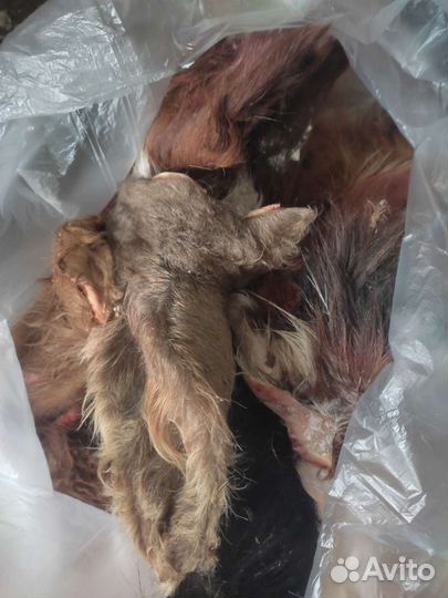 Мясо для собак