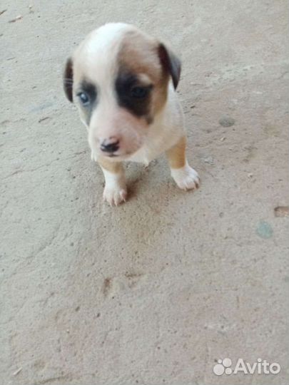 Щенята в добрые руки