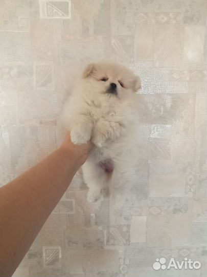 Померанский шпиц