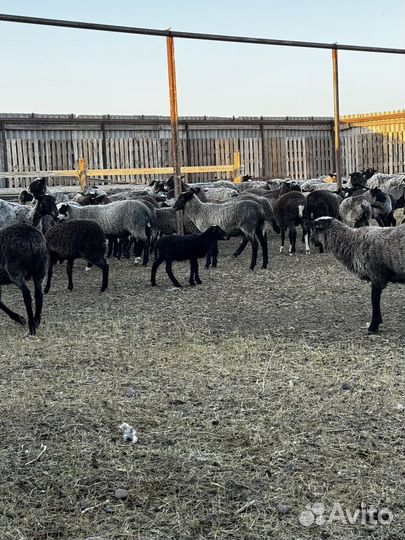 Племенные романовские овцы ягнята