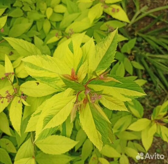 Спирея Голдфлейм