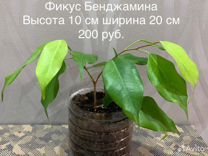 Фикусы Бенджамина Кинки, Наташа