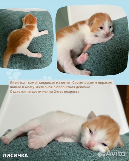 Кошка и котята в добрые руки