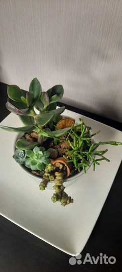 Композиции из суккулентов, хавортии