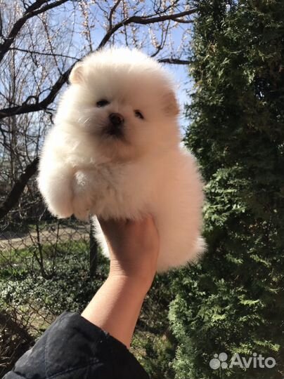 Шпиц щенки голубоглазые