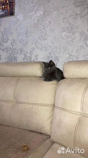 Отдам кота в добрые руки