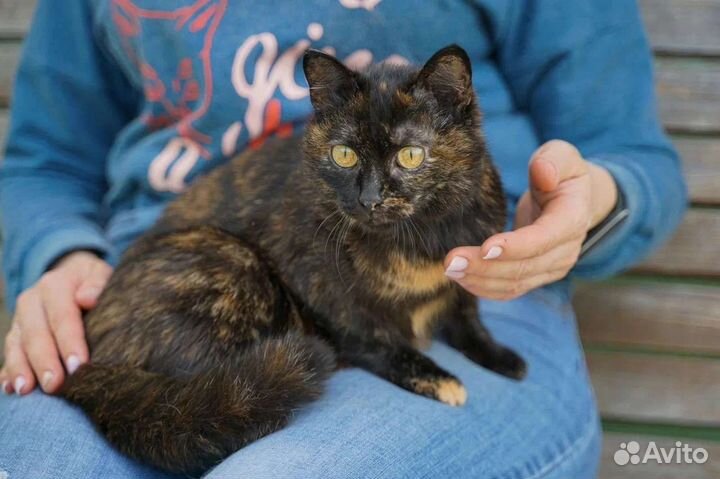 Кошка в дар