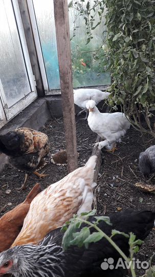 Цыплята подрощенные