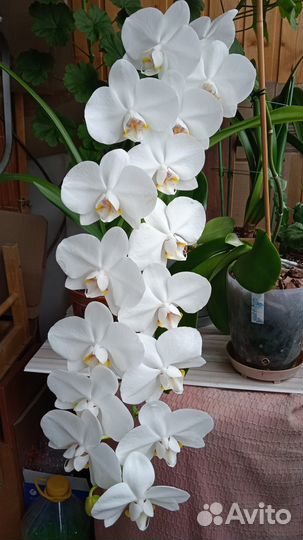 Орхидея Сого Юкидан Sogo Yukidian