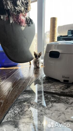 Отдам бесплатно котенка девочка