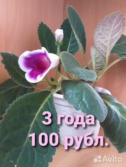 Глоксиния цветущая