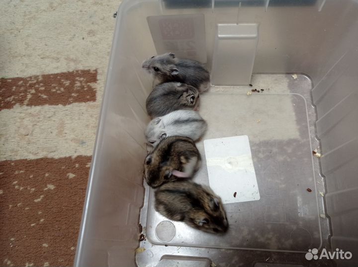 Джунгарские хомяки малыши