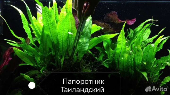 Разные живые аквариумные растения