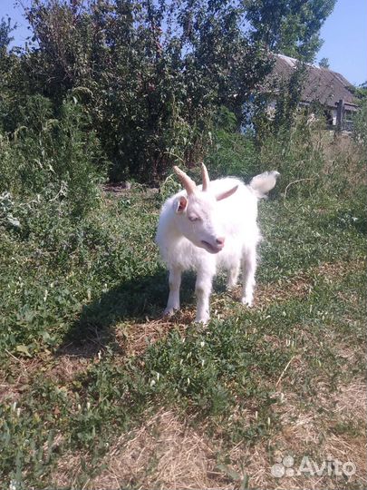 Козлёнок