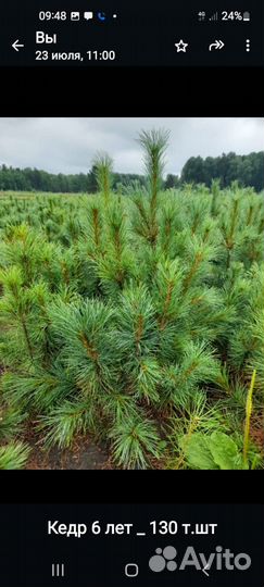 Саженцы кедра сибирского
