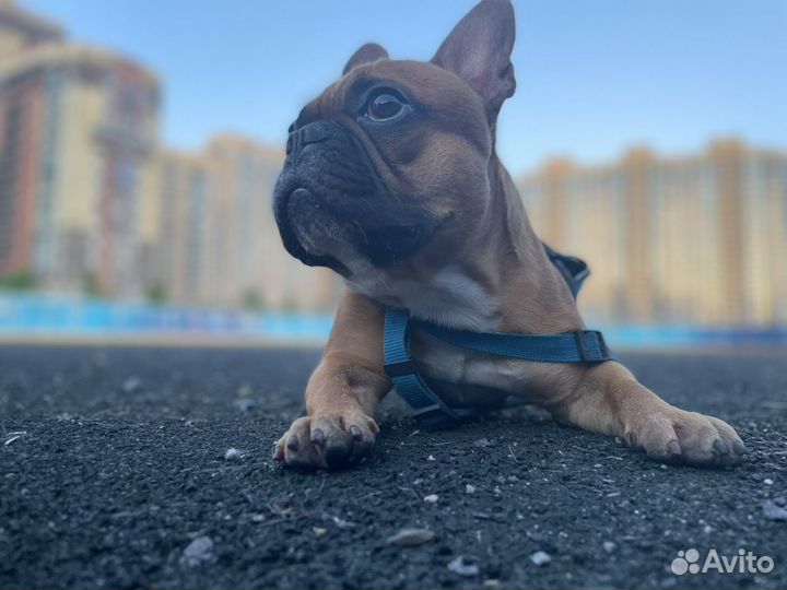 Мужчина француз ищет француженку