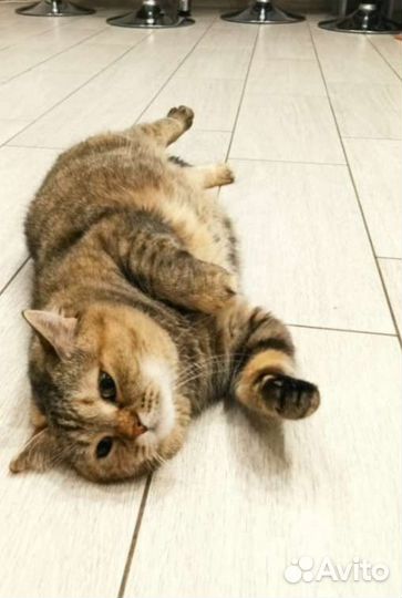 Передержка животных, зоотакси, лежанки