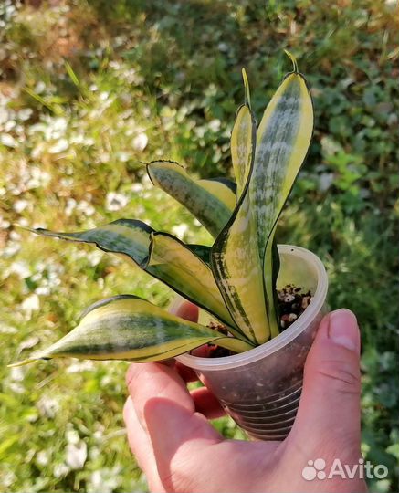 Сансевиерии сортовые