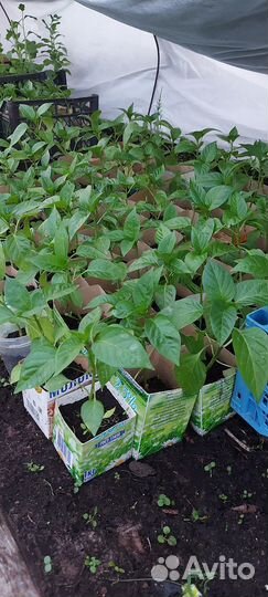 Рассада перца