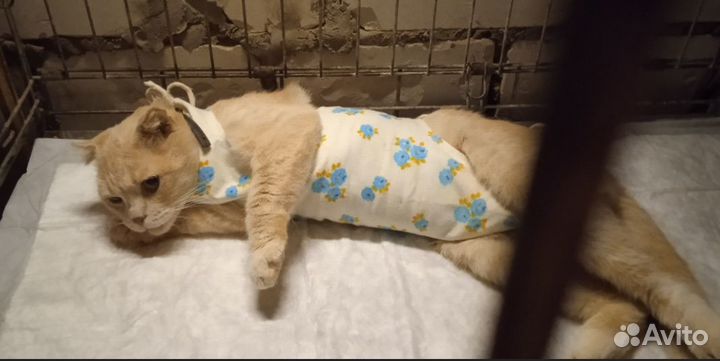 Кошка ищет дом