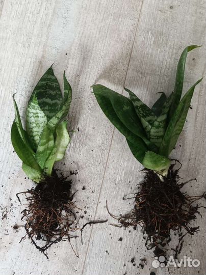 Сансевиерия ханни