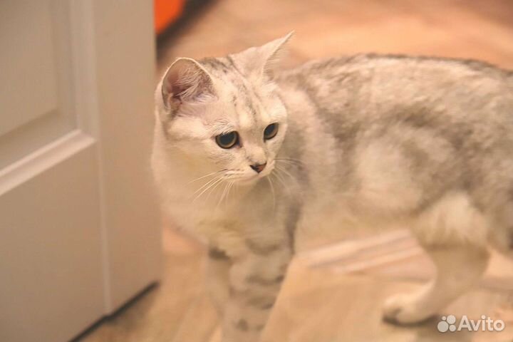 Кошка красавица, 9 месяцев