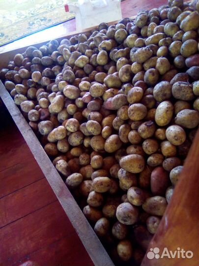 Отдам бесплатно мелкую картошку