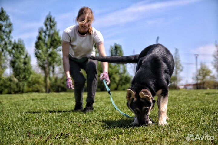 Дрессировка собак, зоогостиница