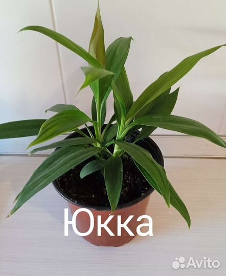 Циссус березка