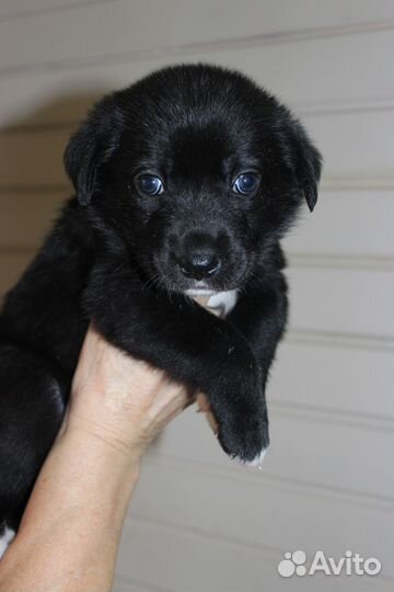 Щенки метисы лабрадора
