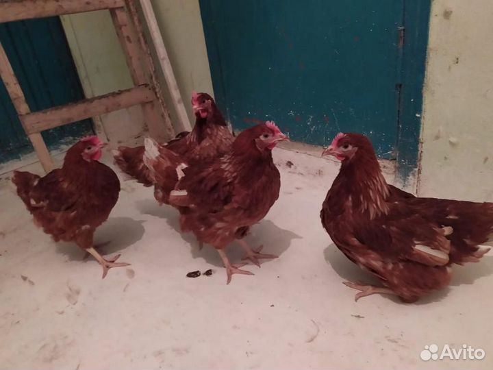 Куры,утки,гуси,бройлера