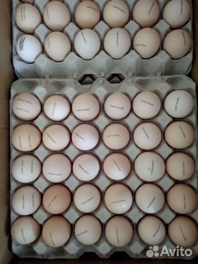 Инкубационное яйцо