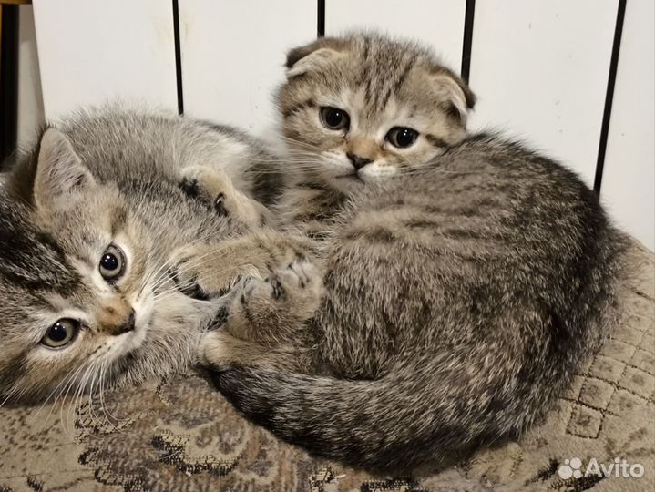 Шотладские котята