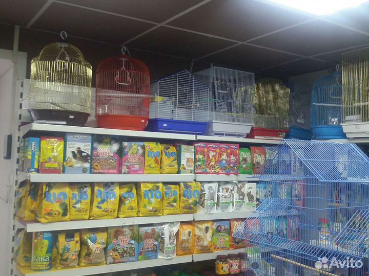 Попугаи волнистые