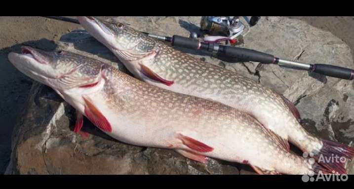 Щука свежкя