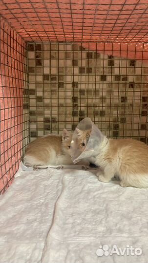 Котик маленький