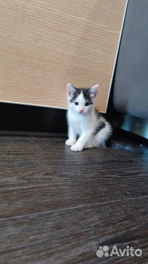 Котенок мальчик в добрые руки