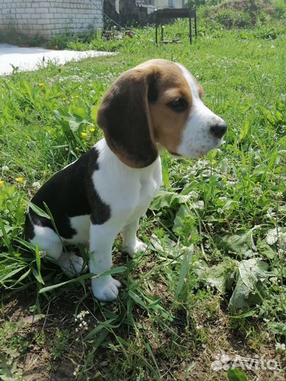 Собака бигль