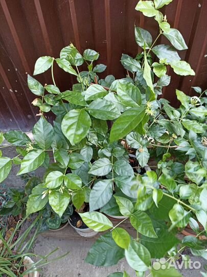 Комнатные растения цветы