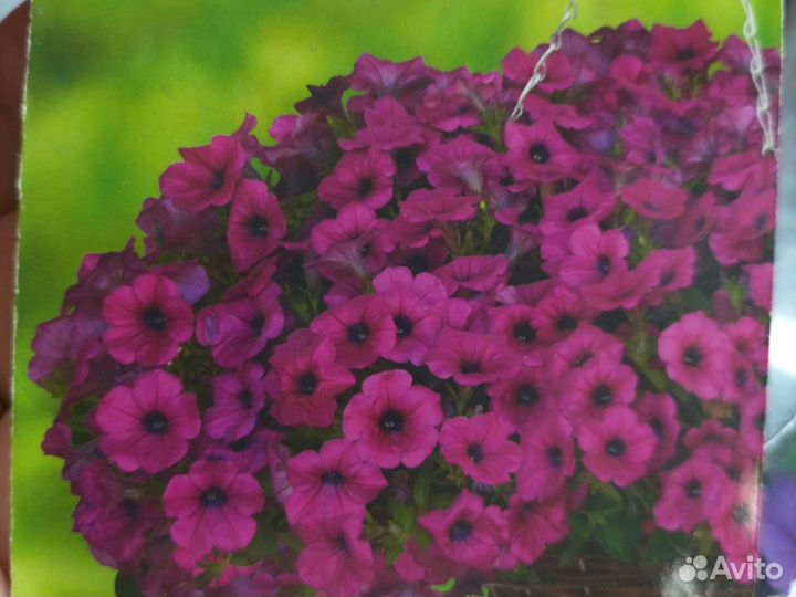 Петуния тайдал, ампельная, каскадная