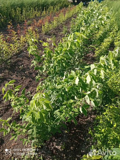 Саженцы бобовника