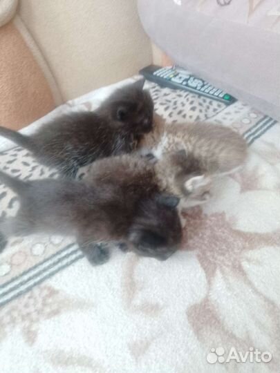 Котята в добрые руки