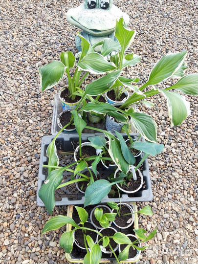 Хоста голубая и ассортимент многолетников