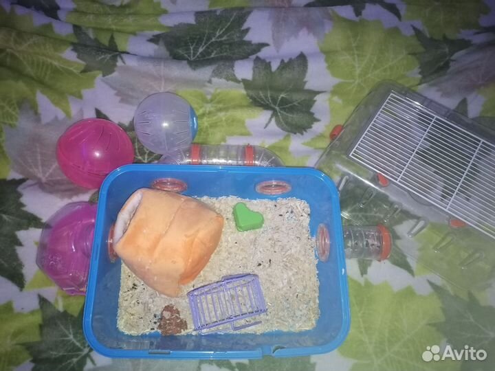 Принадлежности для жизни грызуна