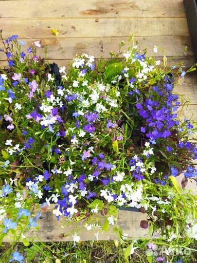 Цветущая рассада лобелии и дыни