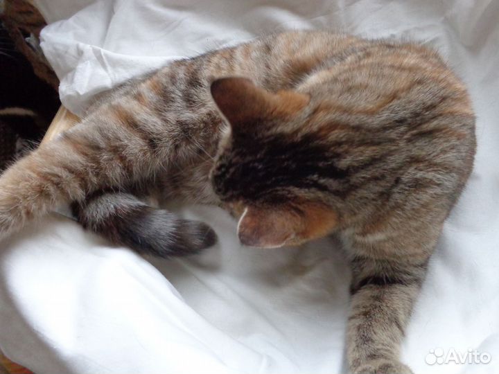 Котенок - девочка.Чудесная пухляшка