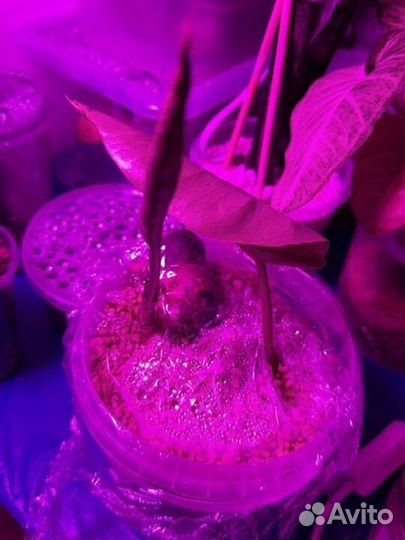 Черенки монстеры дилициоза гигант